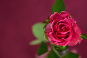 Pink Rose New804482264 300x200 - Pink Rose New - Roses, Rose, Pink
